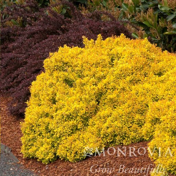 Golden Nugget Barberry