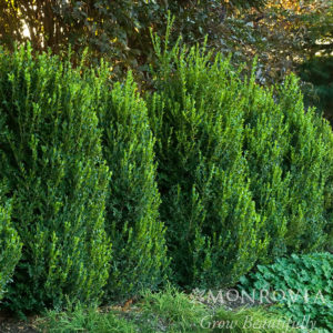Green Mountain Boxwood in Landscape