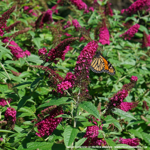 Miss Molly Butterfly Bush for Sale at The Grass Pad