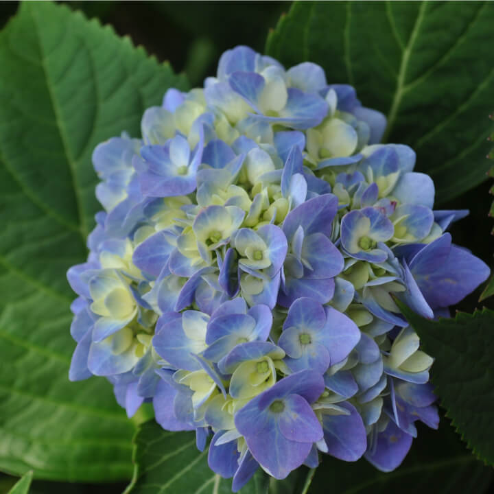 Image of Endless summer blue hydrangea close-up
