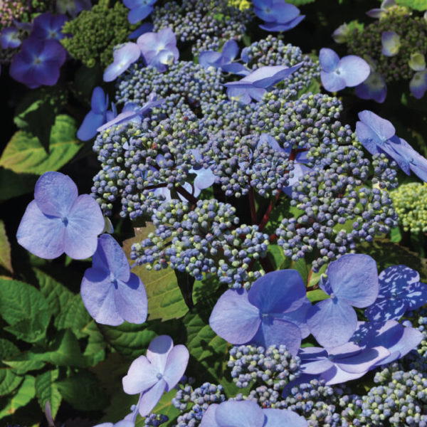 Endless Summer Blue Hydrangea Bloom