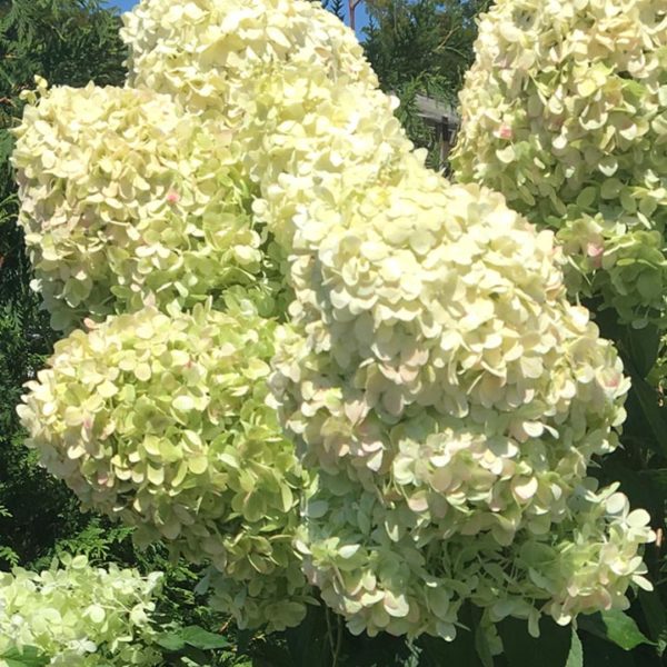 Limelight Hydrangea Tree Blooms