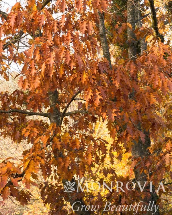 Northern Red Oak Tree Fall Color
