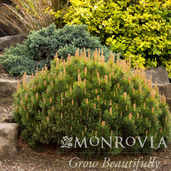 Dwarf Mugo Pine in Landscape