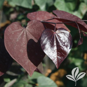 Merlot Redbud Leaf