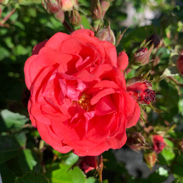 Red Drift Rose Bloom