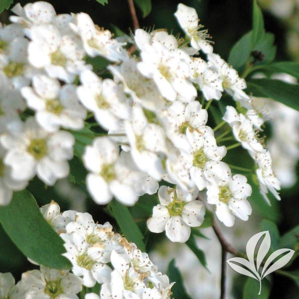 Renaissance Spirea White Blooms