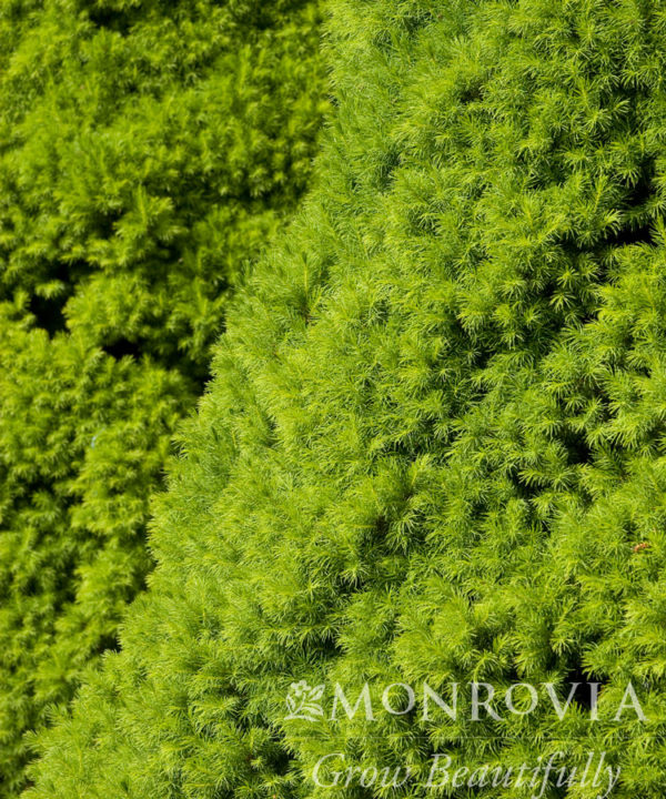 Dwarf Alberta Spruce Leaf Close Up