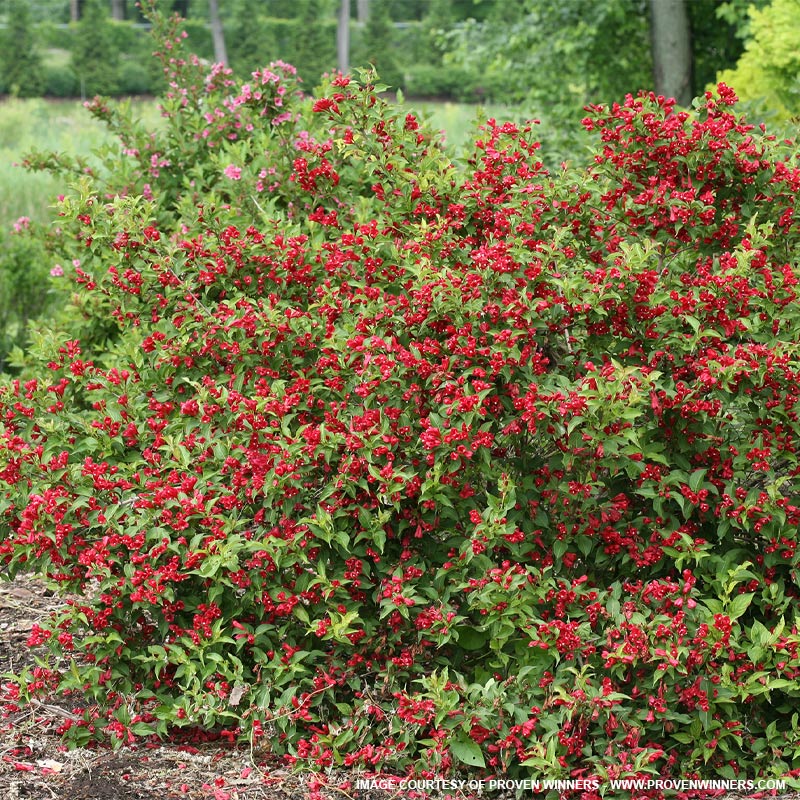 Sonic Bloom Weigela for Sale at The Grass Pad