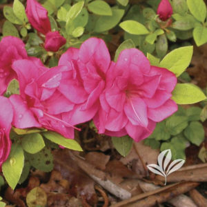 Girard Azalea Pink Bloom