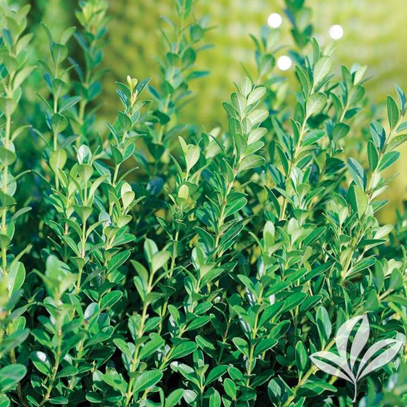 Baby Gem Boxwood For Sale At The Grass Pad