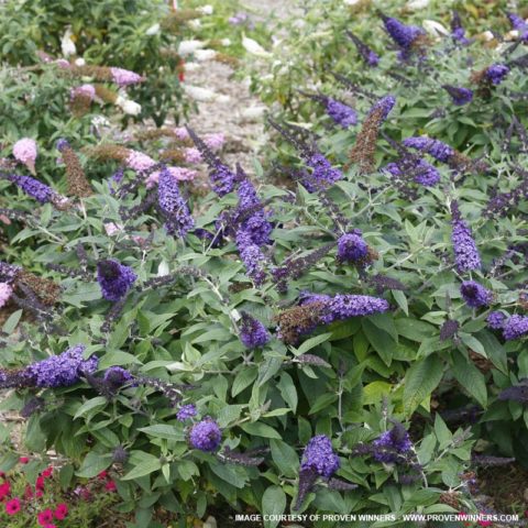 Pugster Butterfly Bush for Sale at The Grass Pad