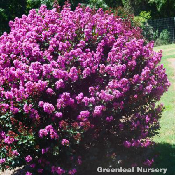 Enduring Summer Crape Myrtle at the Grass Pad
