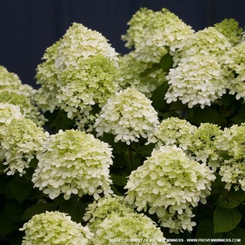 Little Limelight Hydrangea for Sale at The Grass Pad