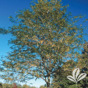 Skyline Locust Tree