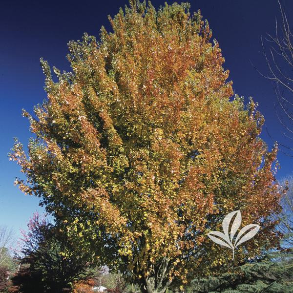 Armstrong Maple Tree