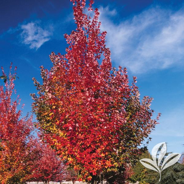Autumn Blaze Maple Tree