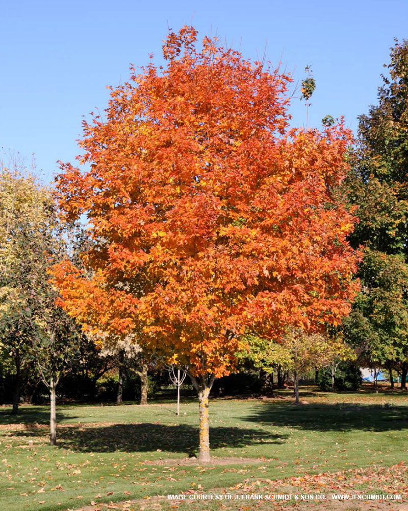 Fall Fiesta Maple for Sale at The Grass Pad