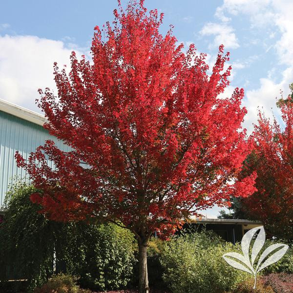 Redpointe Maple Tree