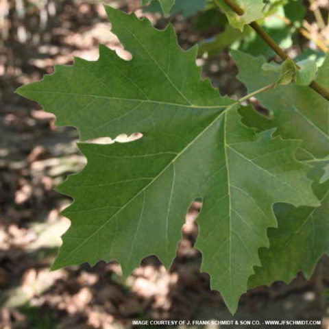 Exclamation Sycamore for Sale at The Grass Pad