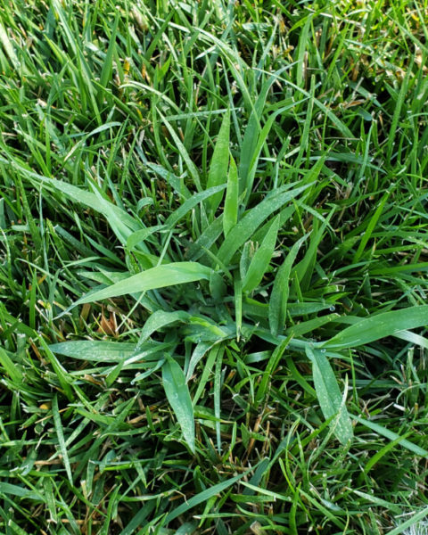 Five Smart Tips for Summer Lawn Survival - Grass Pad