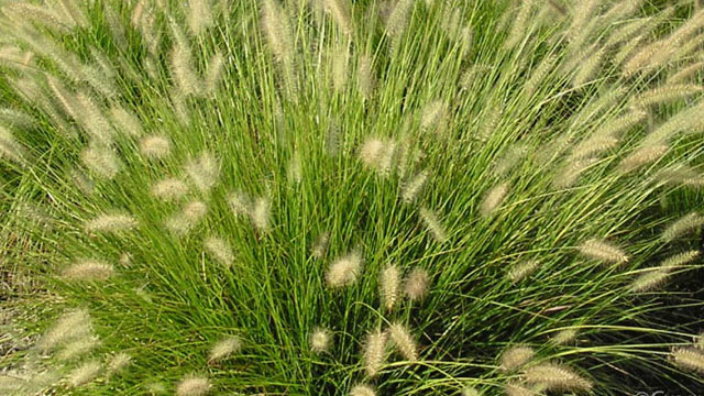 Decorative Grasses 35cm Flocked Sword Grass Bush Green