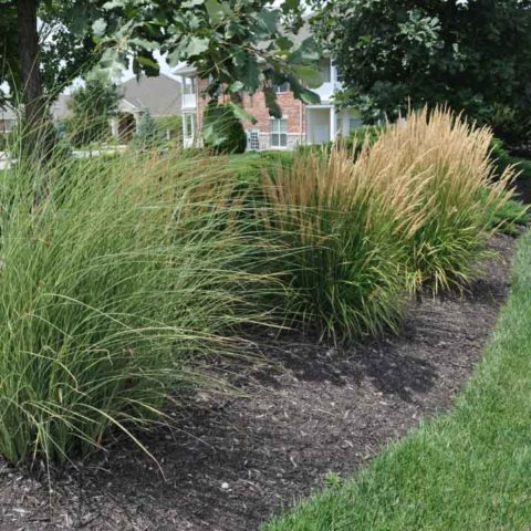 Types of Ornamental Grasses for Sale at the Grass Pad