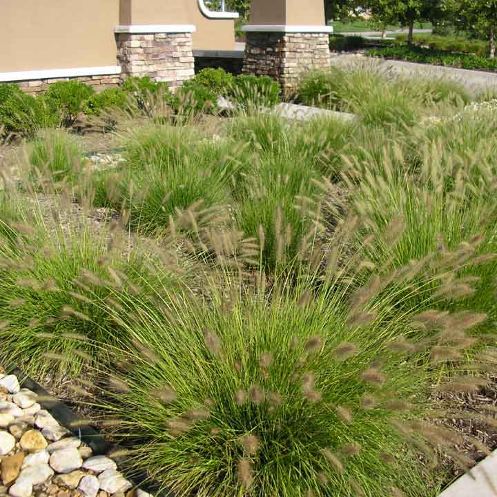 Ornamental Grass in Landscapes
