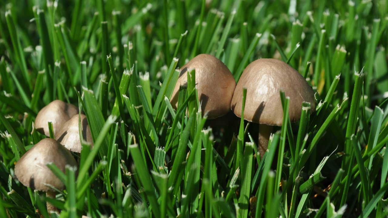 Mushrooms in the Lawn