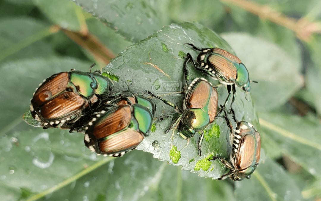 Milky Spore Japanese Beetle And Other Beetle Killer 