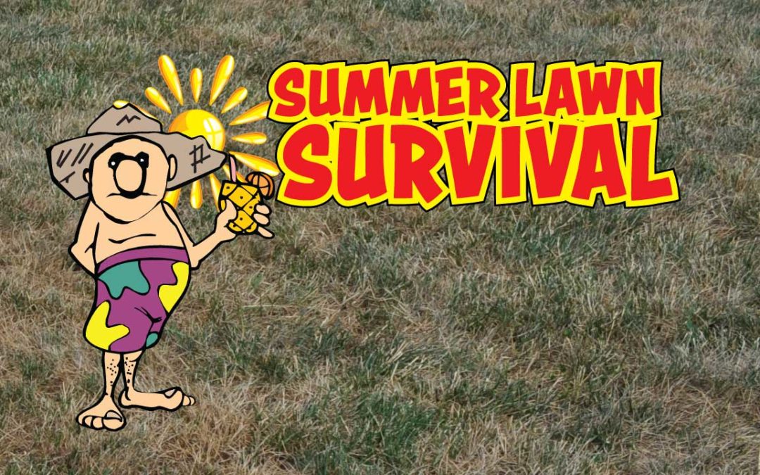 Five Smart Tips for Summer Lawn Survival