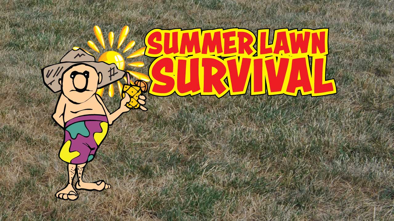Grass Pad Summer Lawn Survival Tips