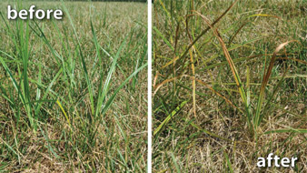 Nutgrass Killer Selective Herbicide
