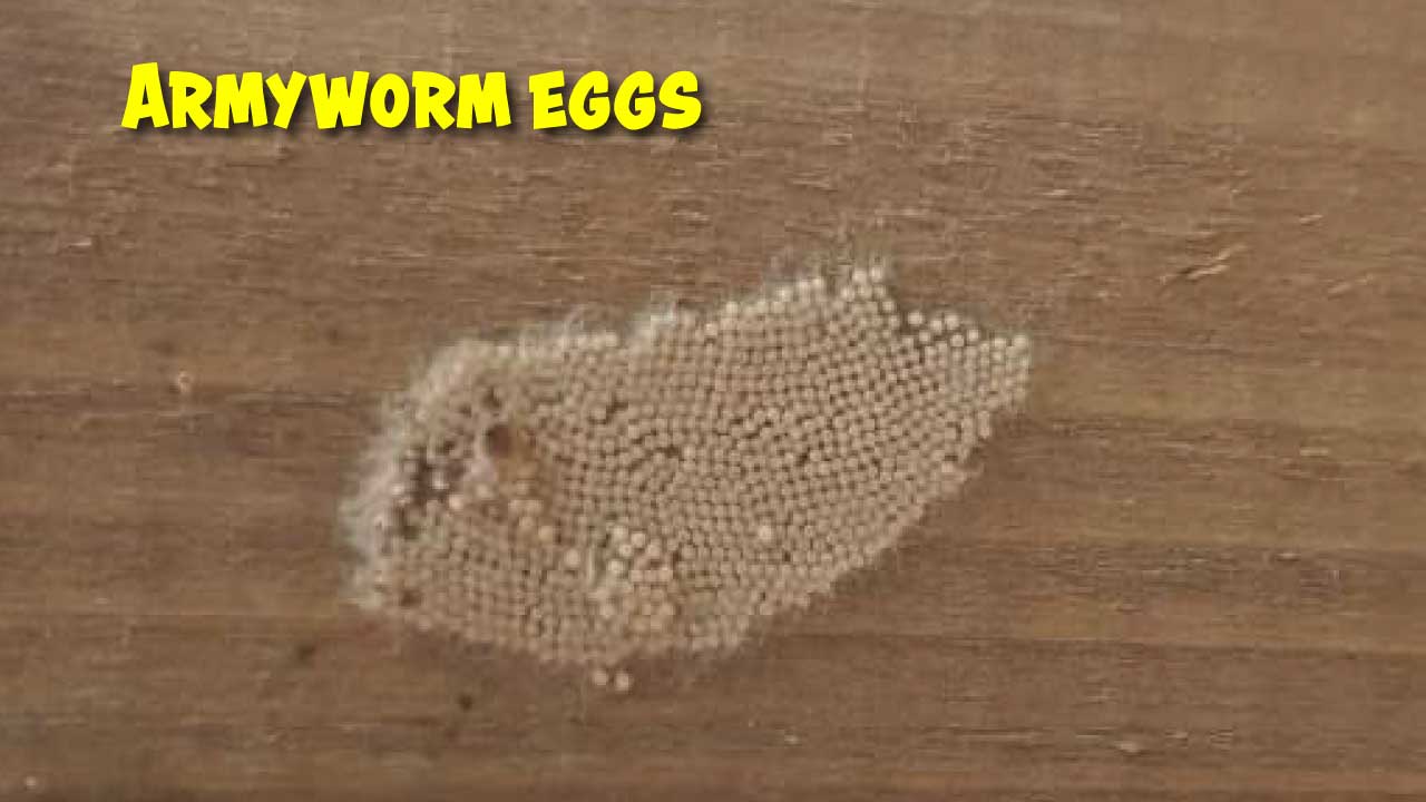 Armyworm eggs on flat surface