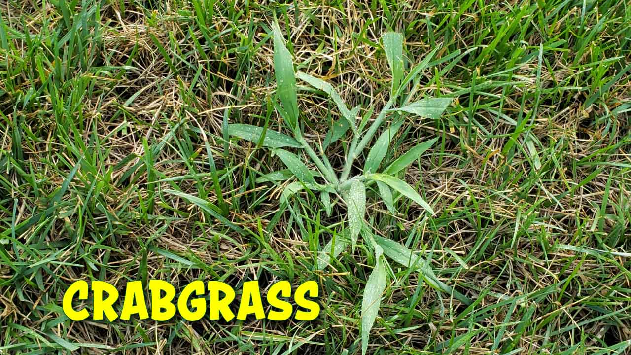Crabgrass in Fescue