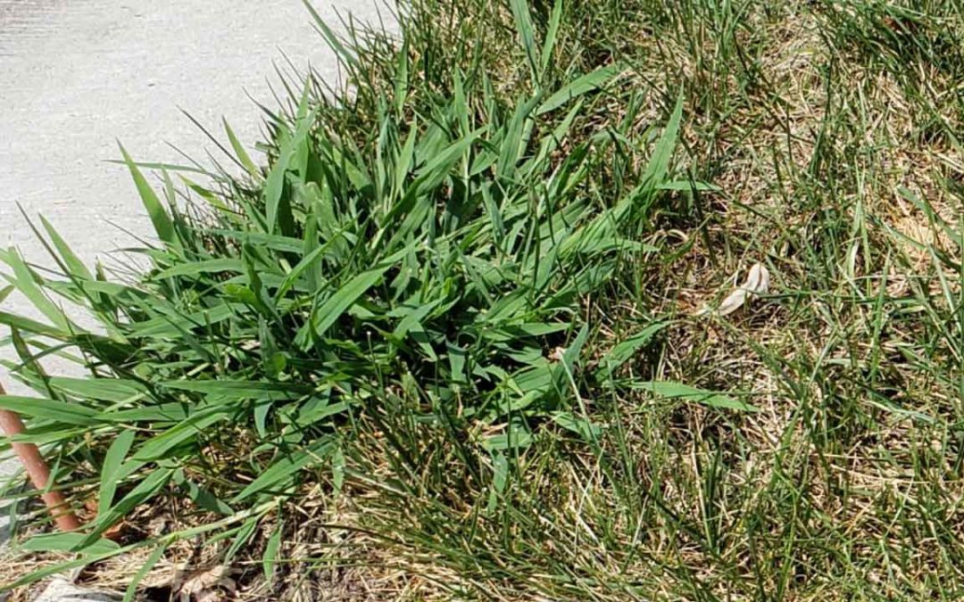 Summer Grassy Weed Identification