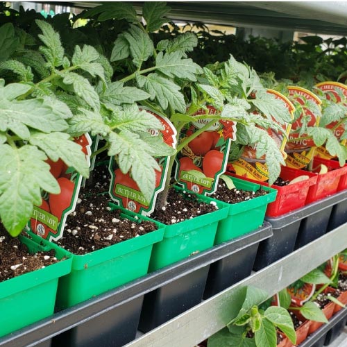 Tomato Plants for Sale at Grass Pad