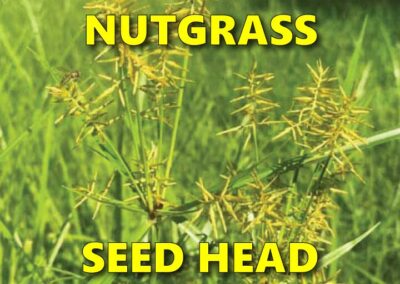 Nutgrass seed heads