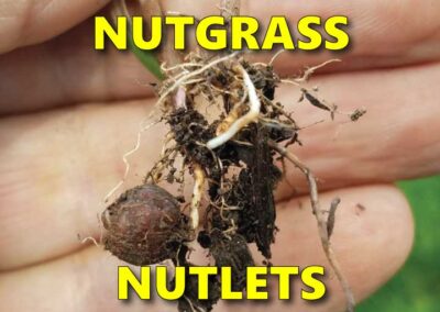 Nutgrass nutlet
