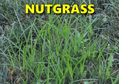 Nutgrass clump