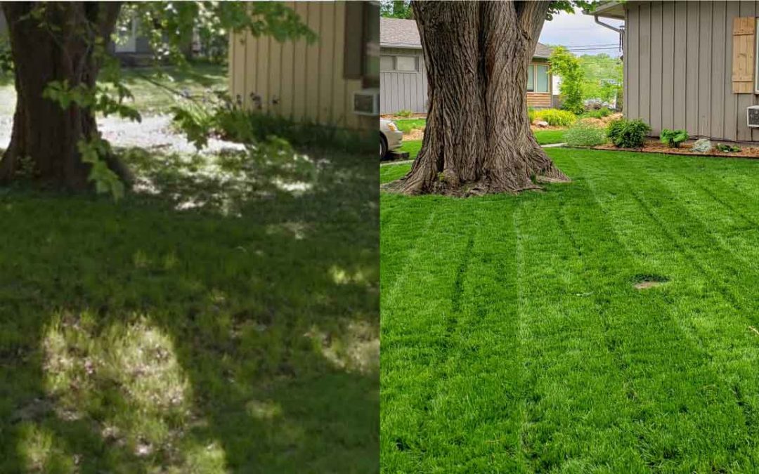 Why Grass Dies Under Your Shade Tree