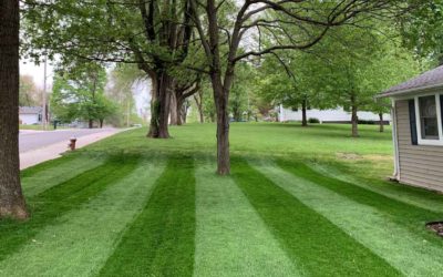 5 Tips to Keep Grass Growing Under Trees 