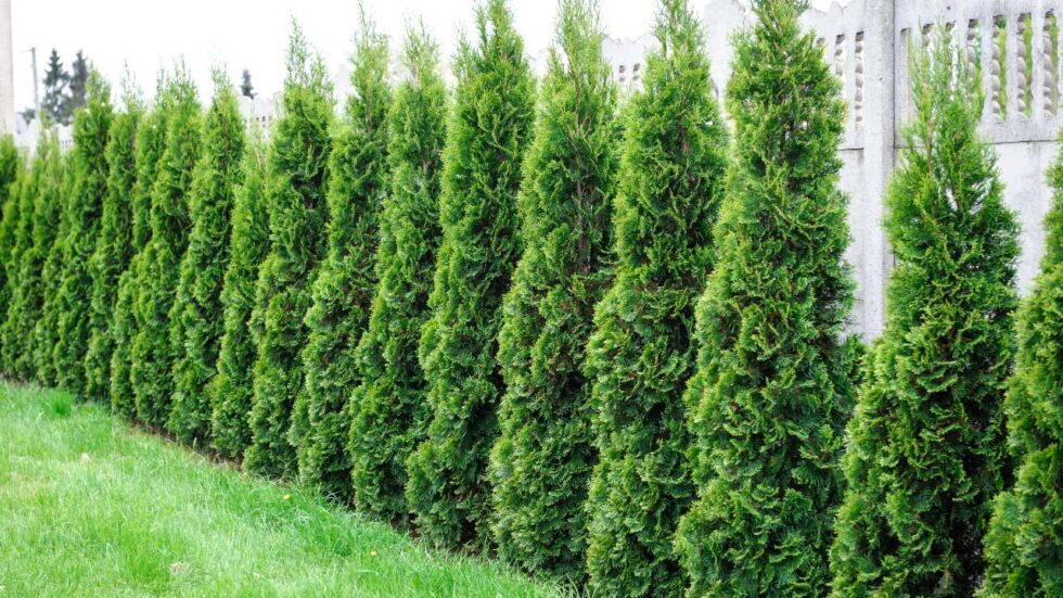 Upright Evergreens for Living Fences - Grass Pad