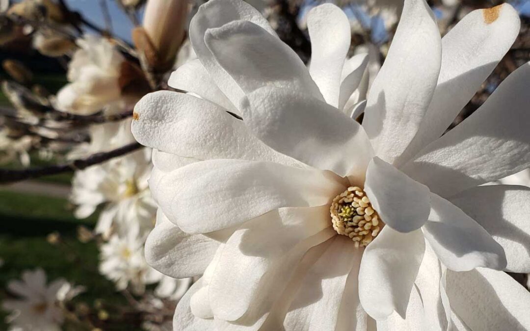 Best Magnolia Trees to Plant in the Midwest