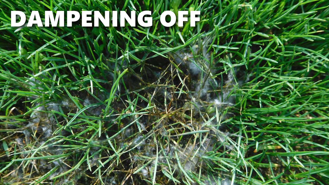 Dampening Off - pythium blight in new seed