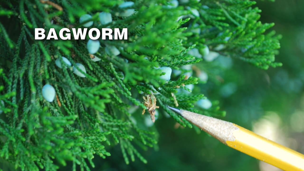 When To Spray For Bagworms