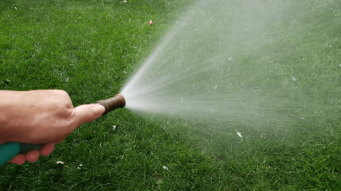 Syringing Turf Syringing Turf During Extreme Heat | Grass Pad