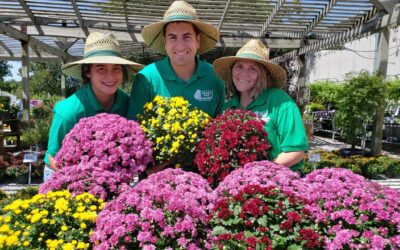 How to Care for Hardy Garden Mums