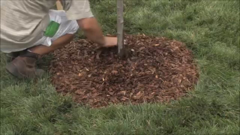 Nursery Stock Mulch