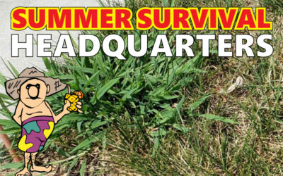 Five Smart Tips for Summer Lawn Survival